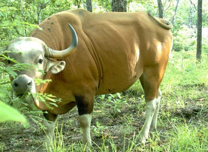Quần thể bò rừng banteng lớn nhất thế giới đang bị đe dọa